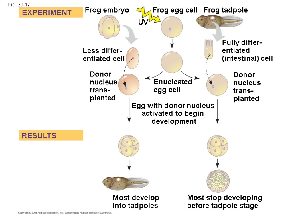 Fig. 20-17 EXPERIMENT Less differ- entiated cell RESULTS Frog embryo Frog egg cell UV